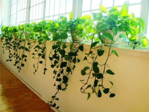 What should we pay attention to in family flower cultivation?