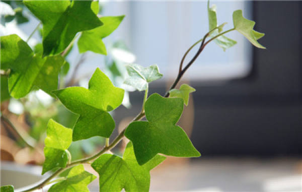 What should we pay attention to in family flower cultivation?