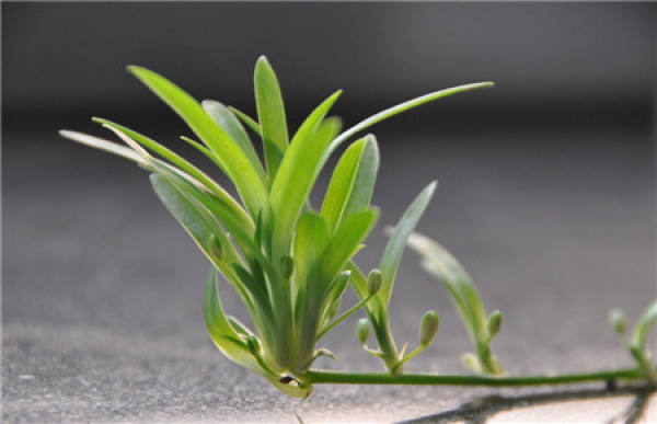 What should we pay attention to in family flower cultivation?
