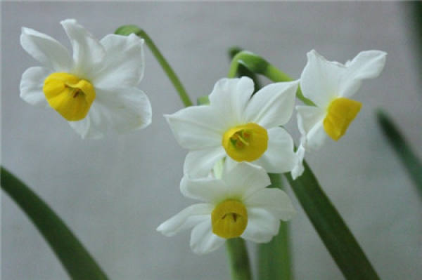 What should we pay attention to in family flower cultivation?