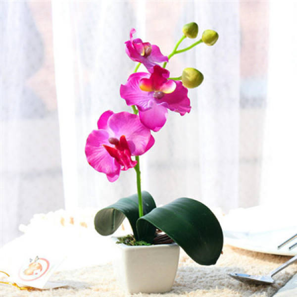 What should we pay attention to in family flower cultivation?