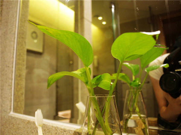 what should we pay attention to when raising flowers at home