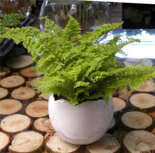 What green plants are suitable for corridors and stairs?