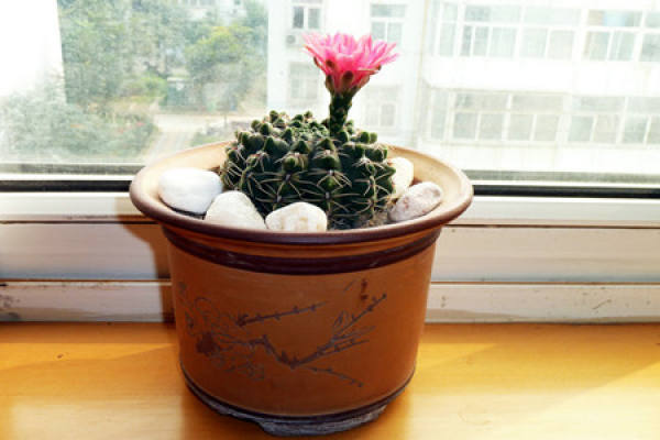 Fei Hua Yu Potted Plant