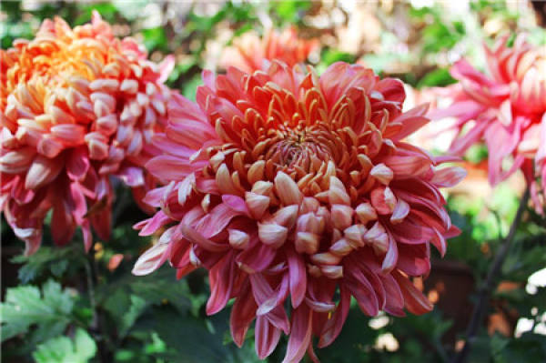 Beautiful pictures of chrysanthemum