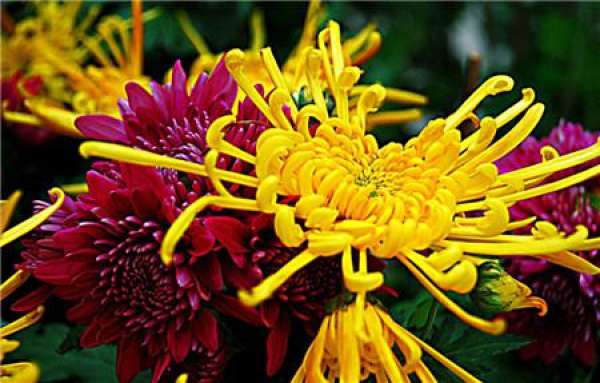 Beautiful pictures of chrysanthemum