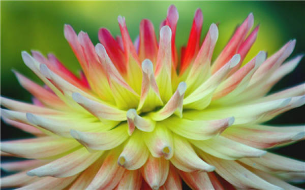 Beautiful pictures of chrysanthemum