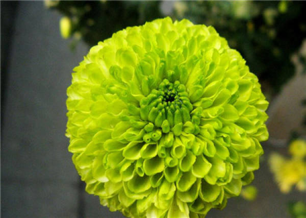 Beautiful pictures of chrysanthemum