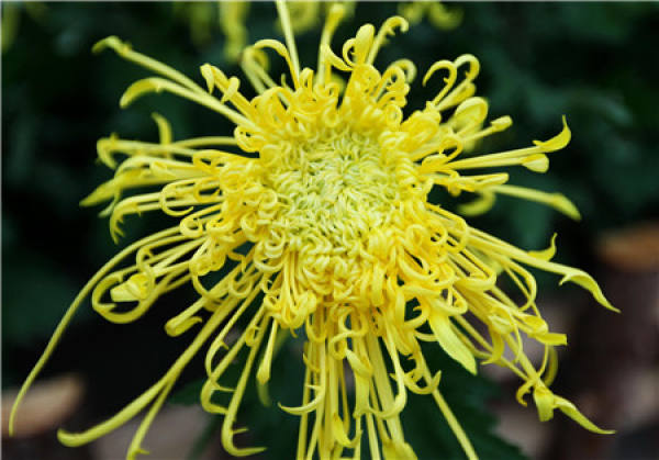Beautiful pictures of chrysanthemum