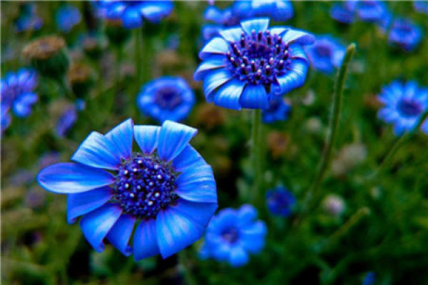 Beautiful pictures of chrysanthemum