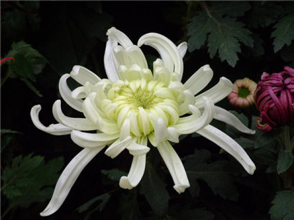 Beautiful pictures of chrysanthemum