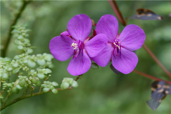 How to raise Huyanhua?