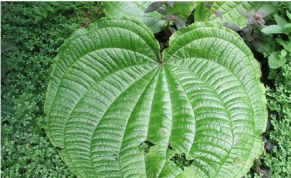Precautions for Tiger Flower Culture