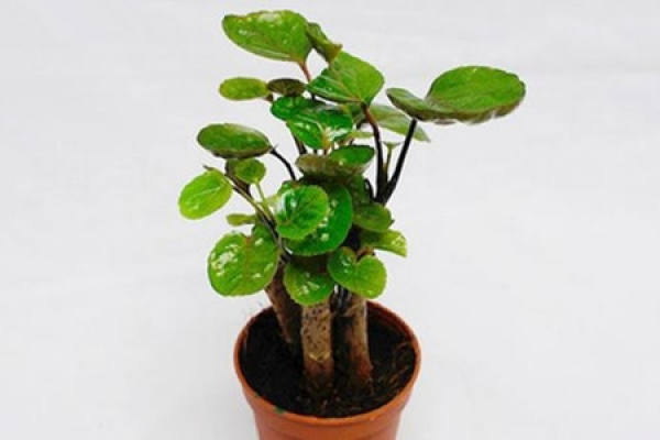 Cultivation method of Fulutong