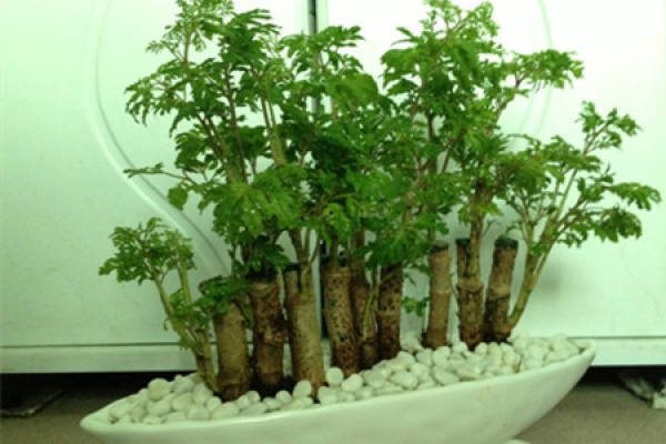 Points for Attention in Cultivation of Fulutong