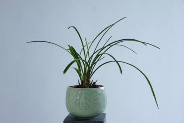 Selection of Pot Soil for Dry Cultivation of Orchid