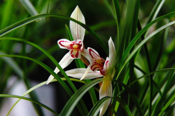 Selection of Pot Soil for Dry Cultivation of Orchid