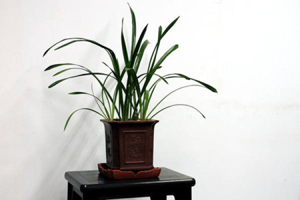 Late Management of Orchid Cultivation by Dry Method