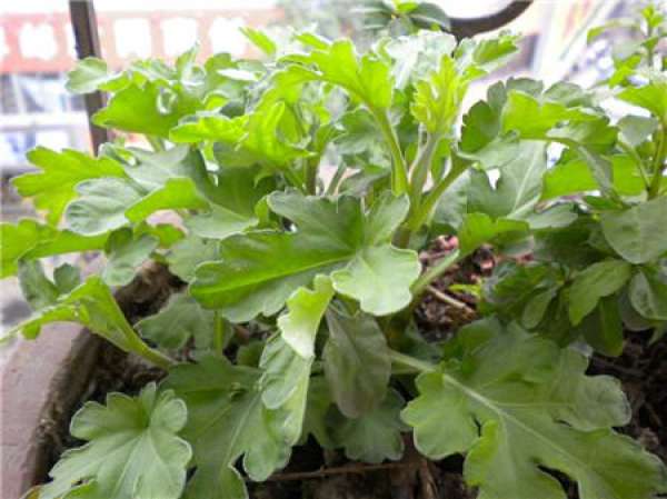 How do chrysanthemums reproduce?