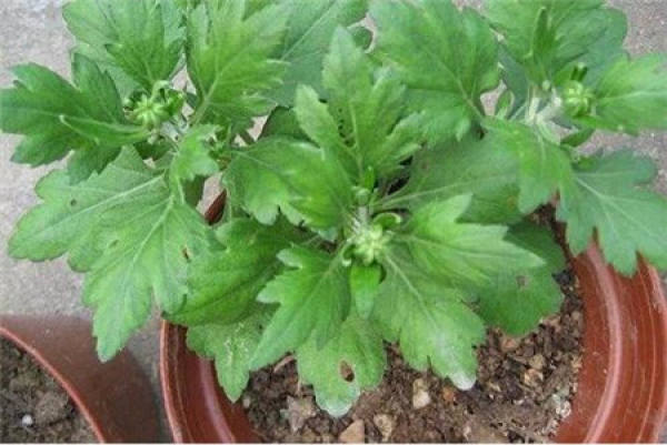 How do chrysanthemums reproduce?