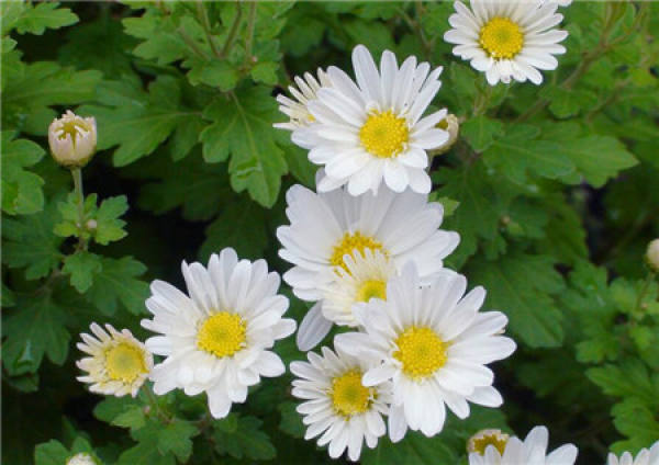 How do chrysanthemums reproduce?