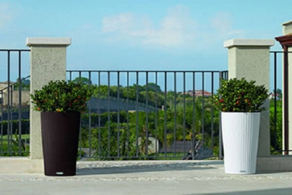 How to plant flowers in tall flowerpot