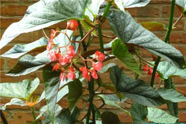 Begonia coccinea
