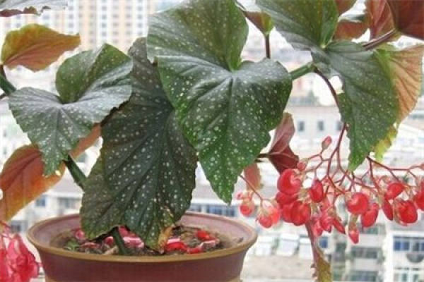 Begonia coccinea