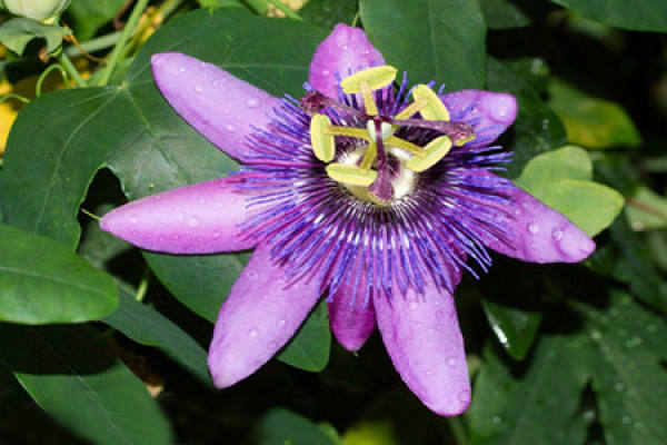 Passiflora edulis cultivation method
