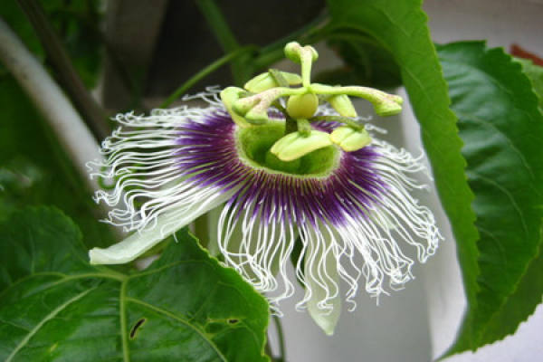 Precautions for Passiflora edulis cultivation