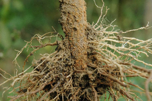 Passiflora disease: root rot