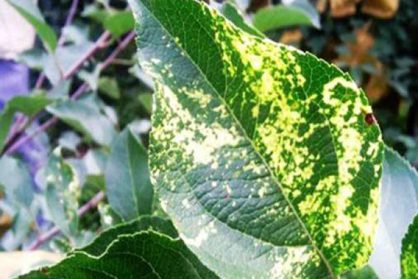 Mosaic disease of passionflower