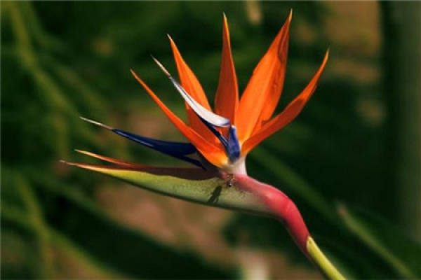 Strelitzia Regina