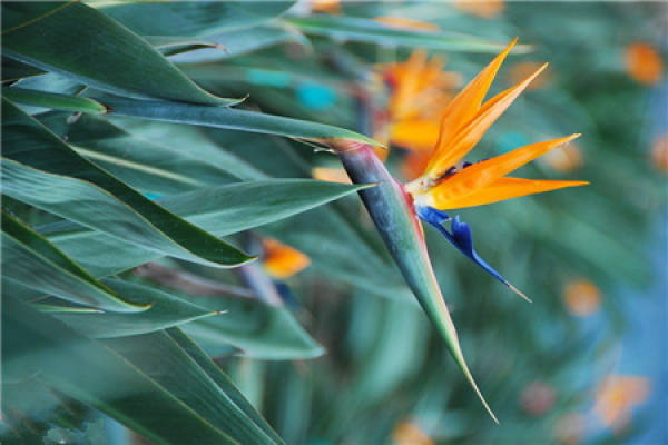 Strelitzia Regina