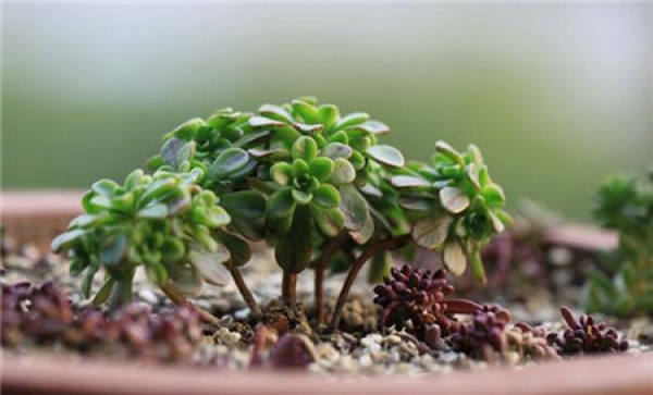Temperature of Lilliputian Culture