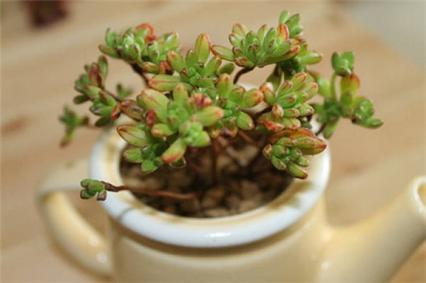 Fertilization of Lilliputian Culture