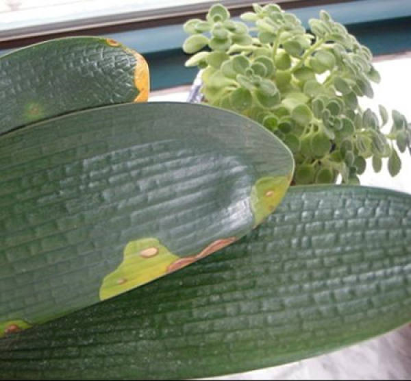 cause of Clivia leaf macular disease