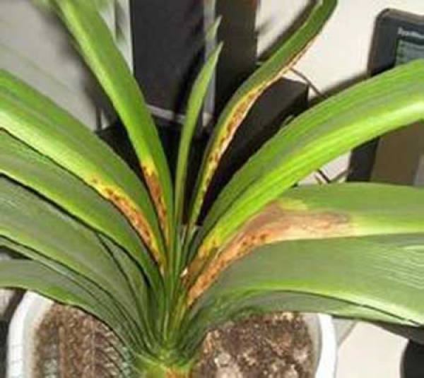 Method for preventing and treating leaf yellow spot of clivia miniata