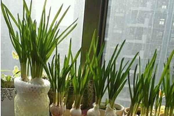 Flowerpots Flowerpots