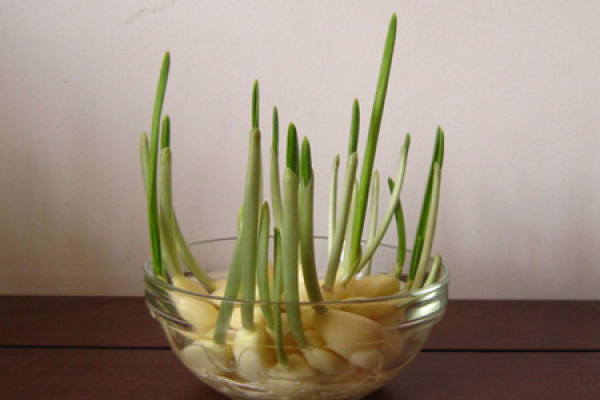 Potted garlic Potted garlic