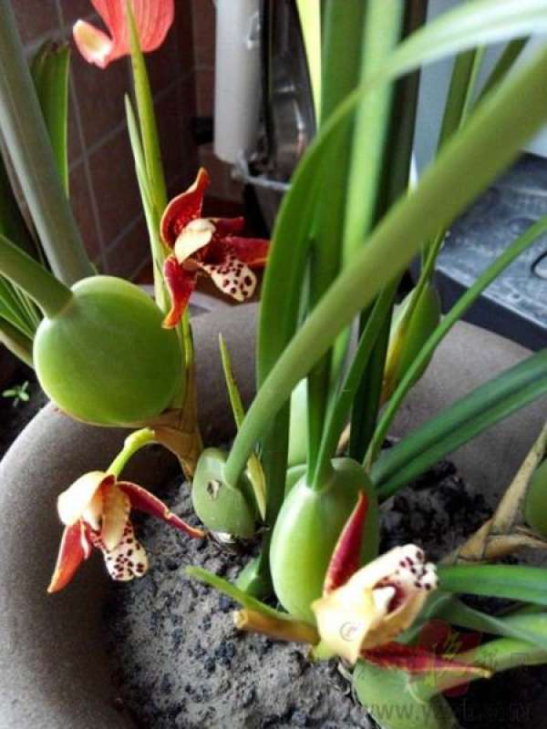 how to raise coffee orchid