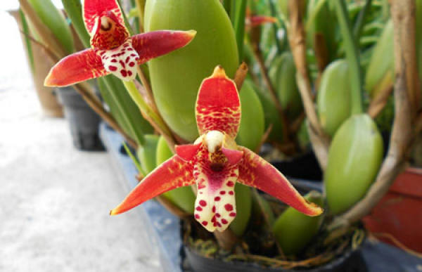 How to raise coffee orchid?