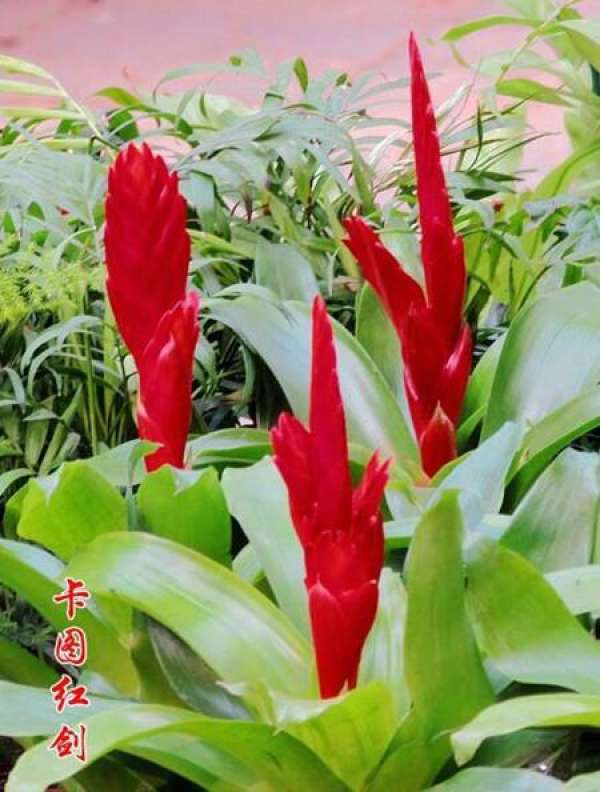 The ornamental value of katu red sword