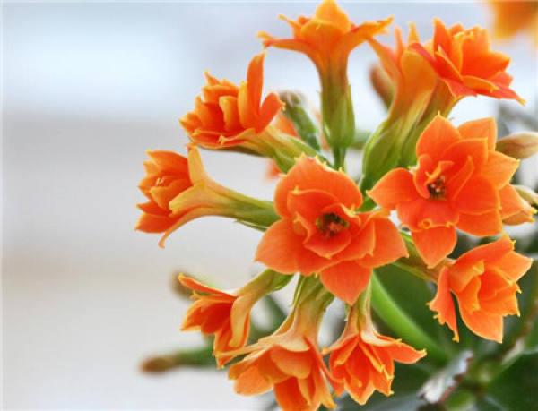 The Jonquil blooming all over the world