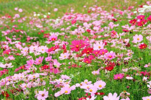 The Legend of Gesanghua