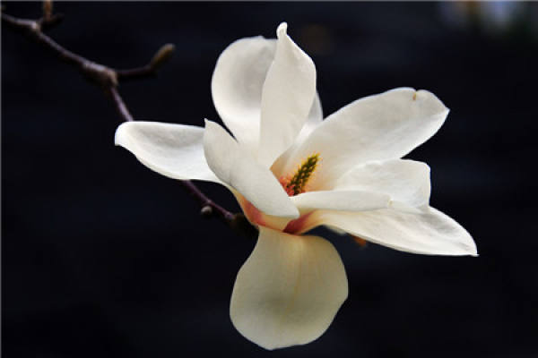 Magnolia