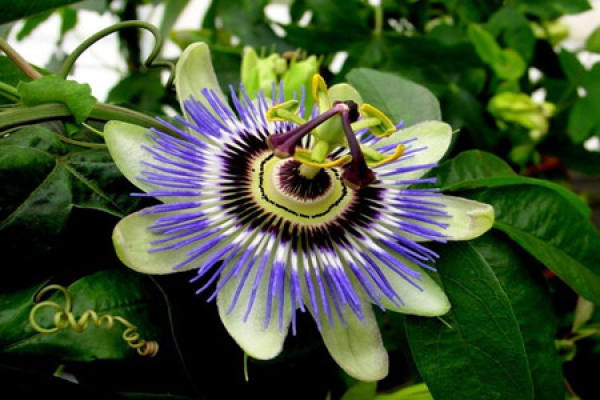 Cutting Time of Passiflora edulis