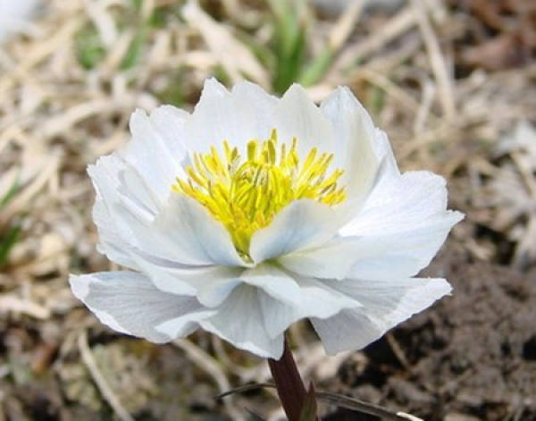 Snow Lotus