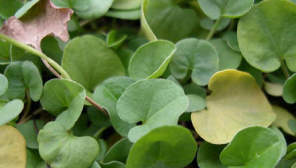 Dichondra repens suffers from sclerotium rolfsii