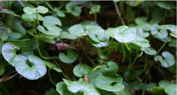 Dichondra repens suffers from sclerotium rolfsii